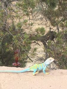 Gecko in New Mexico